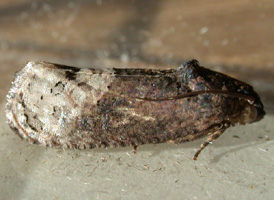 Locust-twig Borer